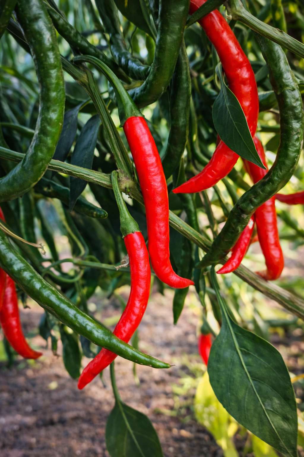 Jak ocenić jakość sadzonki przed zakupem: liście, bryła korzeniowa, pokrój, objawy chorób i stresu