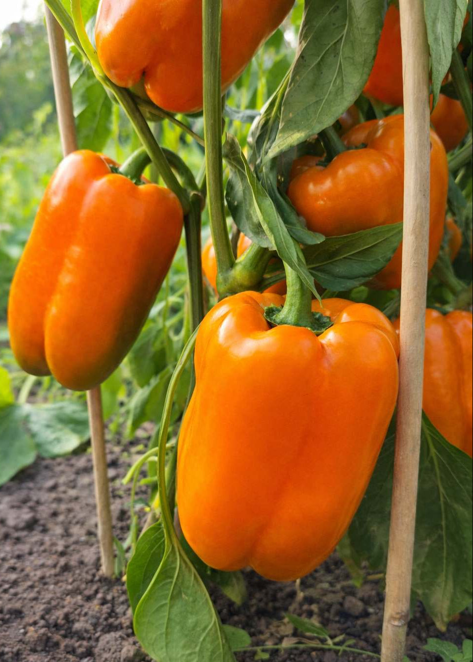 Nawadnianie rozsady bez przelania: podlewanie od dołu, waga doniczki, sygnały liści