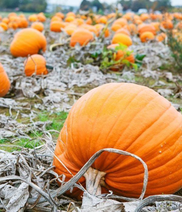 Sadzonki dyni i cukinii - jak uniknąć szoku po przesadzeniu?