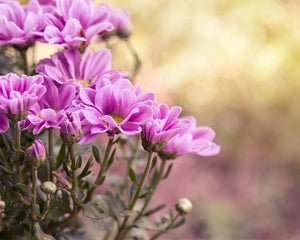 Nasiona kwiatów - Niezłe Ziółko