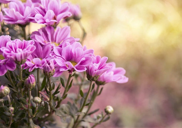 Nasiona kwiatów - Niezłe Ziółko