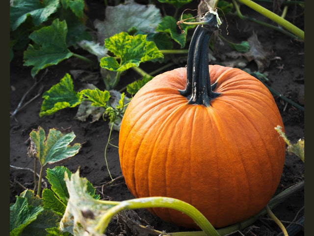 Nasiona Dyni - Niezłe Ziółko