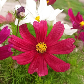 Kwiaty - Niezłe Ziółko