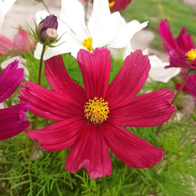 Kwiaty - Niezłe Ziółko