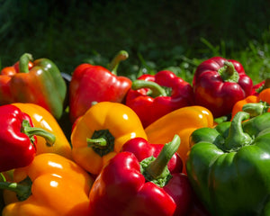 Sadzonki Papryki - Niezłe Ziółko