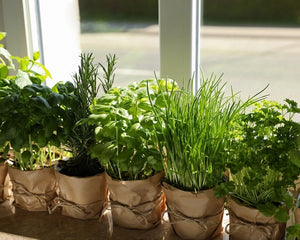 Sadzonki ziół w doniczkach - Niezłe Ziółko