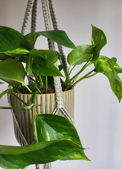 KWIETNIK WISZĄCY MAKRAMA RĘCZNIE WYPLATANY - KOLOR JASNA OLIWKA