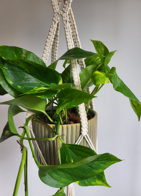 KWIETNIK WISZĄCY MAKRAMA RĘCZNIE WYPLATANY - KOLOR NATURALNY