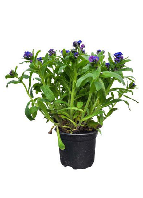 Niezapominajka - Sadzonka - Kwiaty w doniczce