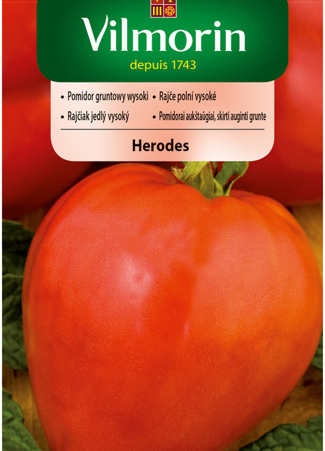 Nasiona - Pomidor gruntowy wysoki, czerwony, średnio późny Herodes - "Bawole Serce" 0,3g