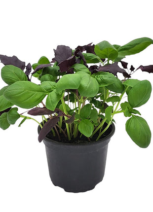 Bazylia MIX - Sadzonka - Zioła w doniczce