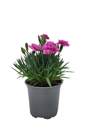 Goździk Różowy - Sadzonka - Kwiaty w doniczce