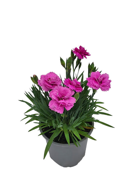 Goździk Różowy - Sadzonka - Kwiaty w doniczce