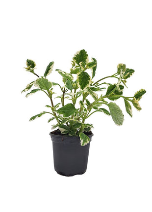 Komarzyca - Sadzonka - Kwiaty w doniczce