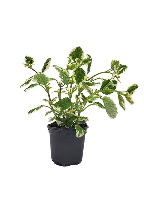 Komarzyca - Sadzonka - Kwiaty w doniczce