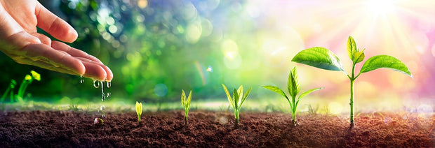 Banner image for: Nasiona