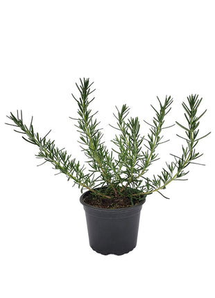 Rozmaryn - Sadzonka - Zioła w doniczce