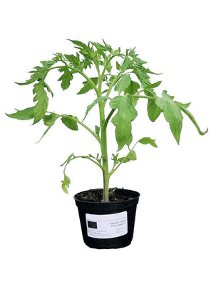 Pomidor Malinowy Kapturek - Sadzonka