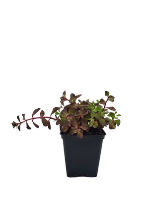 Rozchodnik Kaukaski "Purpureum" - Sadzonka - Bylina w doniczce