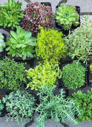 Karmnik Ościsty Zielony - Sadzonka - Bylina w doniczce