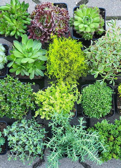 Rozchodnik Kaukaski 'Tricolor' - Sadzonka - Bylina w doniczce