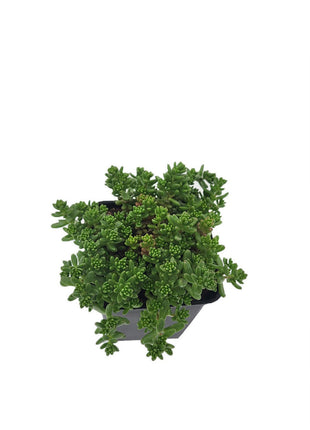 Sadzonka Rozchodnik Biały - Sadzonka - Bylina w doniczce