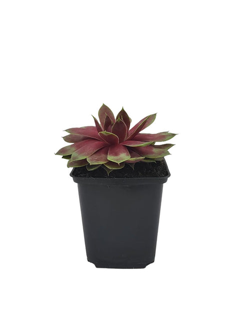 Rojnik BigSam 'Rhubarb Splash' - Sadzonka - Bylina w doniczce