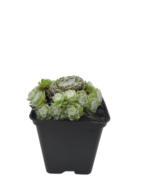 Rojnik Pajęczynowaty - Sadzonka - Bylina w doniczce