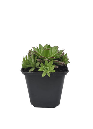 Rojnik Murowy Zielony Matowy - Sadzonka - Bylina w doniczce