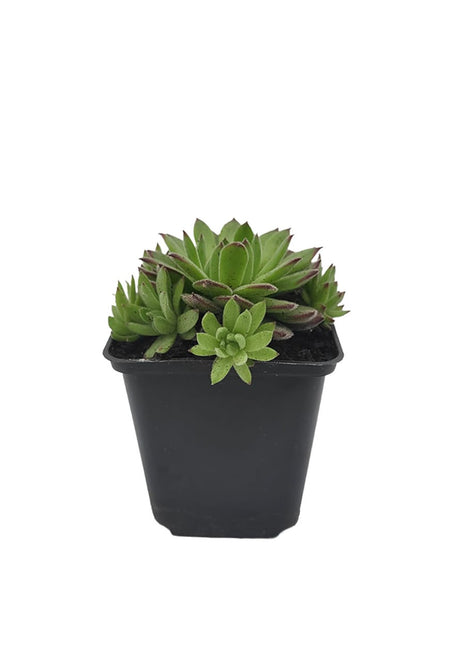 Rojnik Murowy Zielony Matowy - Sadzonka - Bylina w doniczce