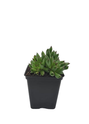 Rojnik 'Oddity' - Sadzonka - Bylina w doniczce