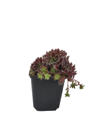 Rojnik Cassiopea - Sadzonka - Bylina w doniczce