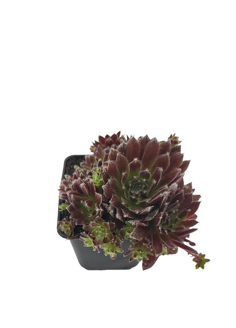 Rojnik Cassiopea - Sadzonka - Bylina w doniczce