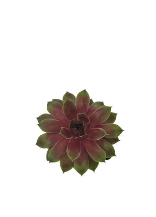 Rojnik BigSam 'Rhubarb Splash' - Sadzonka - Bylina w doniczce