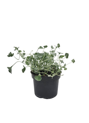 Dichondra Srebrzysta - Sadzonka - Kwiaty w doniczce