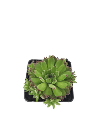 Rojnik Murowy Zielony Matowy - Sadzonka - Bylina w doniczce