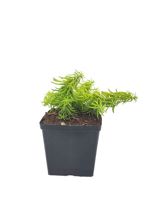 Rozchodnik Ościsty Żółty - Sadzonka - Bylina w doniczce