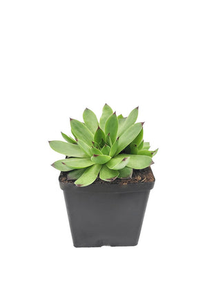 Rojnik Murowy Zielony - Sadzonka - Bylina w doniczce