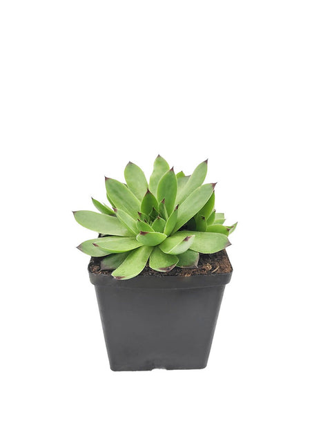 Rojnik Murowy Zielony - Sadzonka - Bylina w doniczce