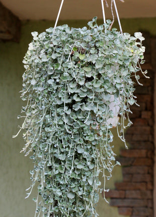 Dichondra Srebrzysta - Sadzonka - Kwiaty w doniczce