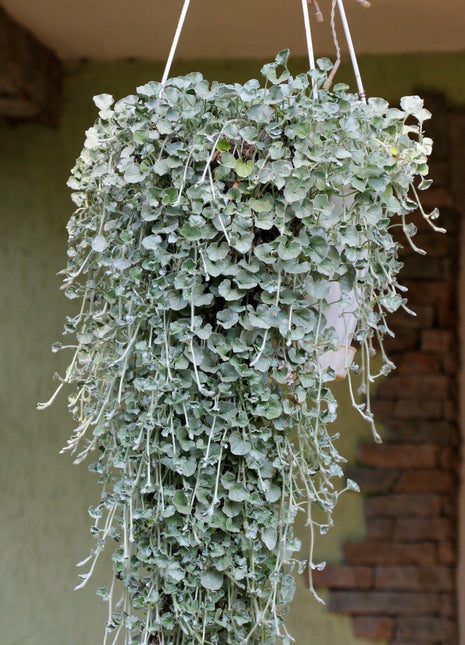 Dichondra Srebrzysta - Sadzonka - Kwiaty w doniczce