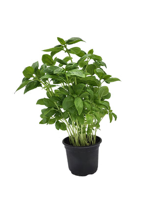 Bazylia Zielona - Sadzonka - Zioła w doniczce