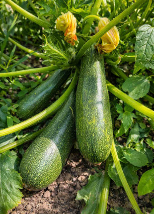 Cukinia Astra Polka - Sadzonka