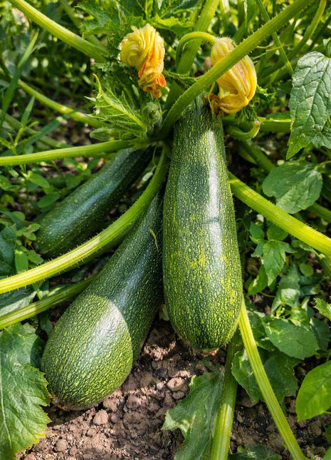 Cukinia Astra Polka - Sadzonka