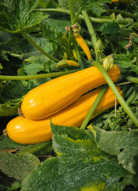 Cukinia Żółta Goldena - Sadzonka