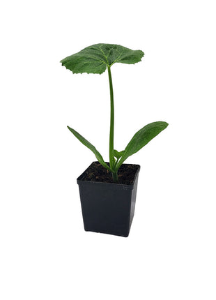 Cukinia Astra Polka - Sadzonka