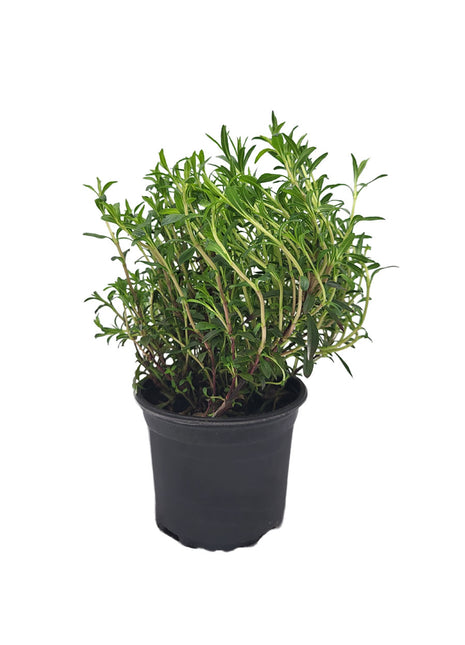 Cząber - Sadzonka - Zioła w doniczce