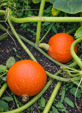 Dynia Hokkaido - Sadzonka