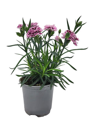 Goździk Różowo - Fioletowy - Sadzonka - Kwiaty w doniczce