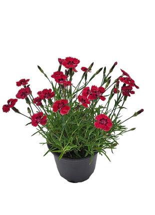 Goździk Czerwony - Sadzonka - Kwiaty w doniczce